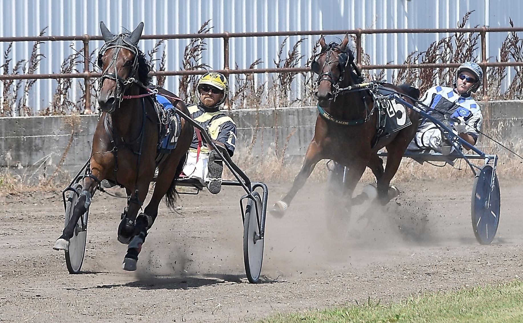 Harness racing 4